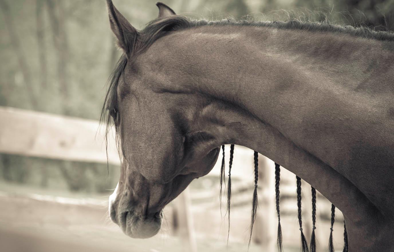 gallaria-voels-arabian-horse-aruba-02