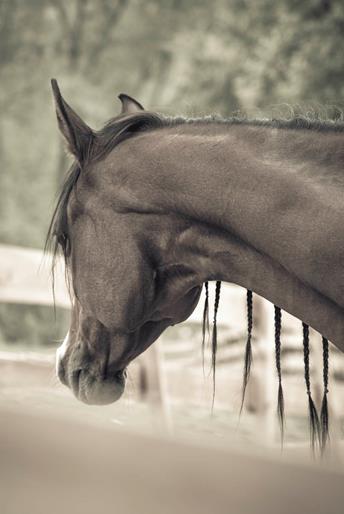 gallaria-voels-arabian-horse-aruba-02