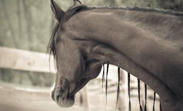 gallaria-voels-arabian-horse-aruba-02