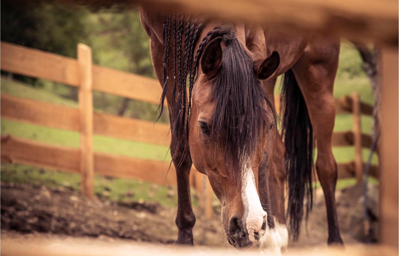 gallaria-voels-arabian-horse-aruba