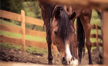 gallaria-voels-arabian-horse-aruba