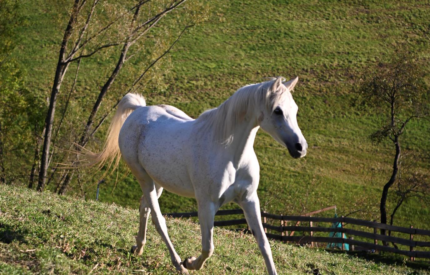 gallaria-voels-arabian-horse-noemi-01