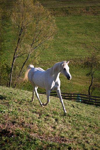 gallaria-voels-arabian-horse-noemi-01