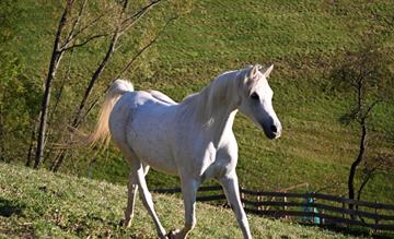 gallaria-voels-arabian-horse-noemi-01